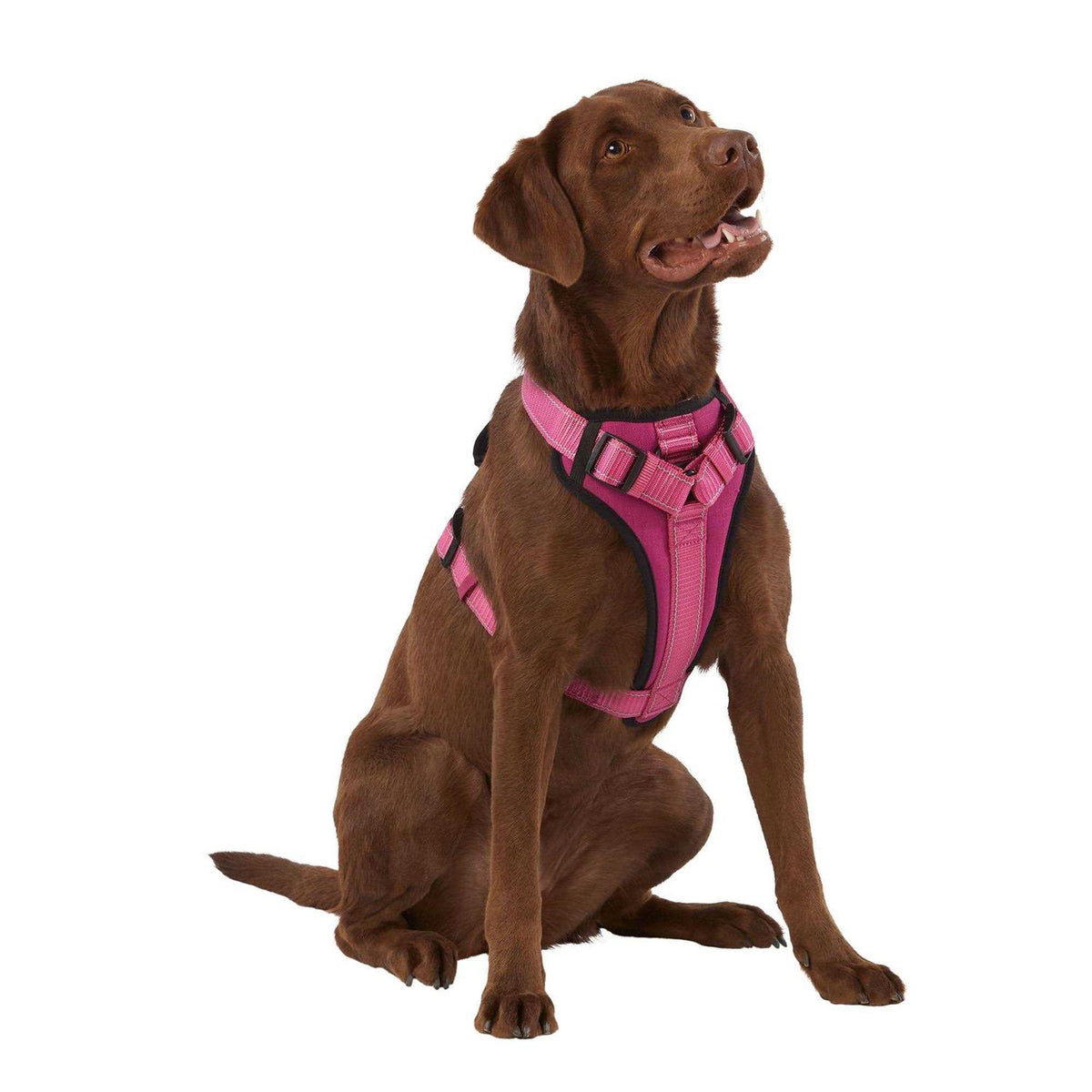 Neoprene Padded Dog Harness G979