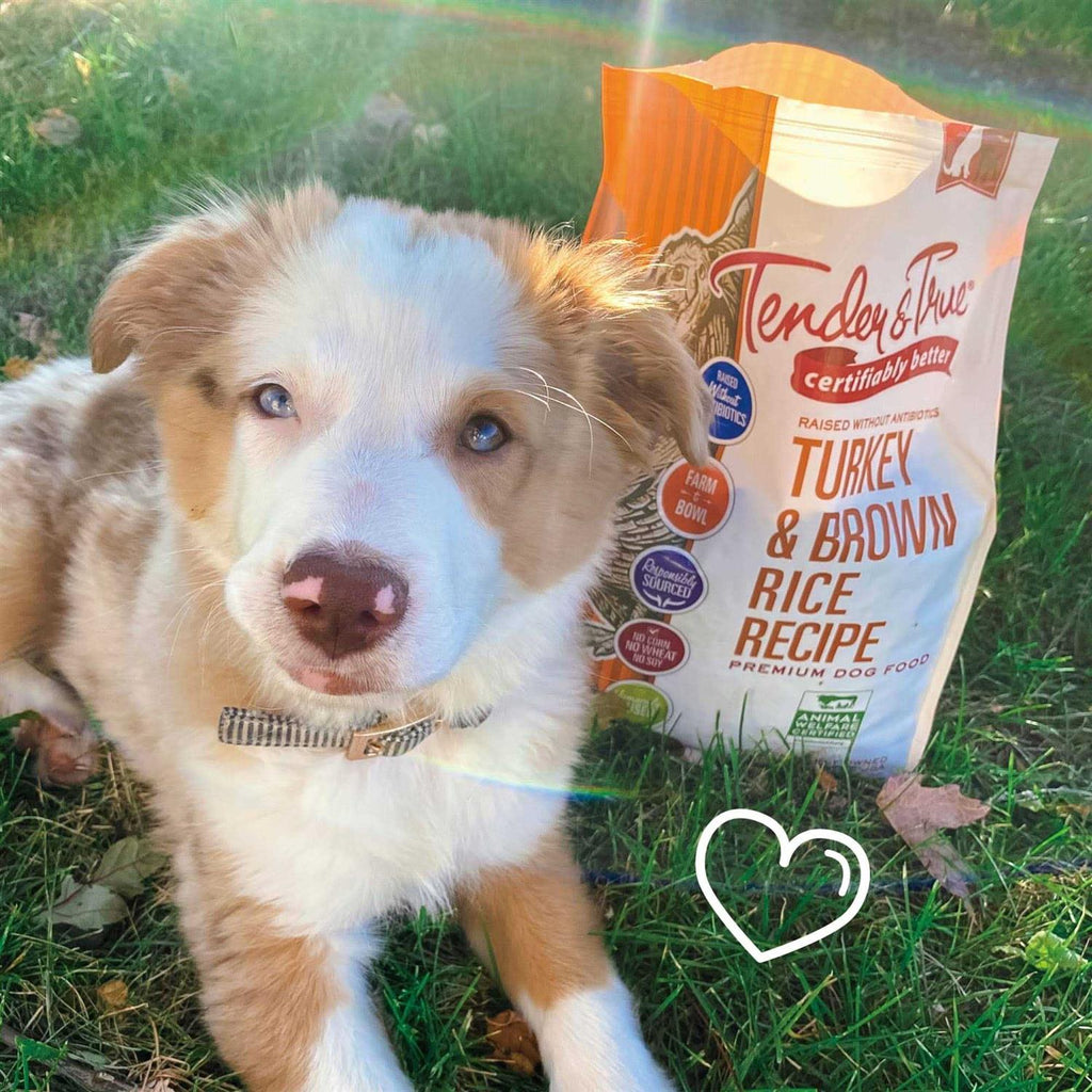 Turkey and Brown Rice Recipe Dry Dog Food X87521