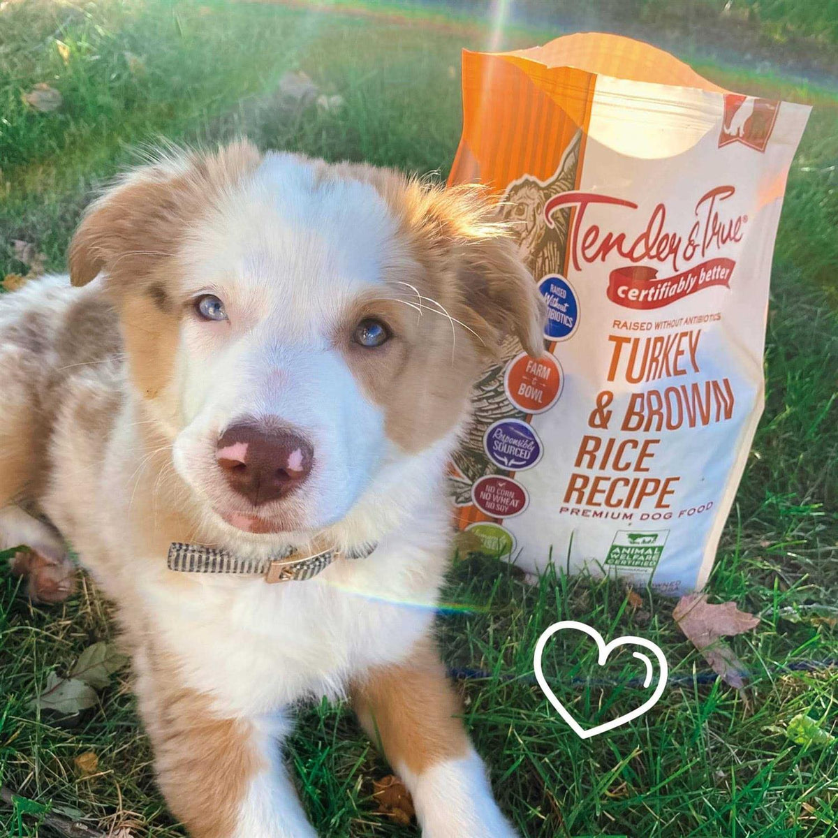 Turkey and Brown Rice Recipe Dry Dog Food X87521