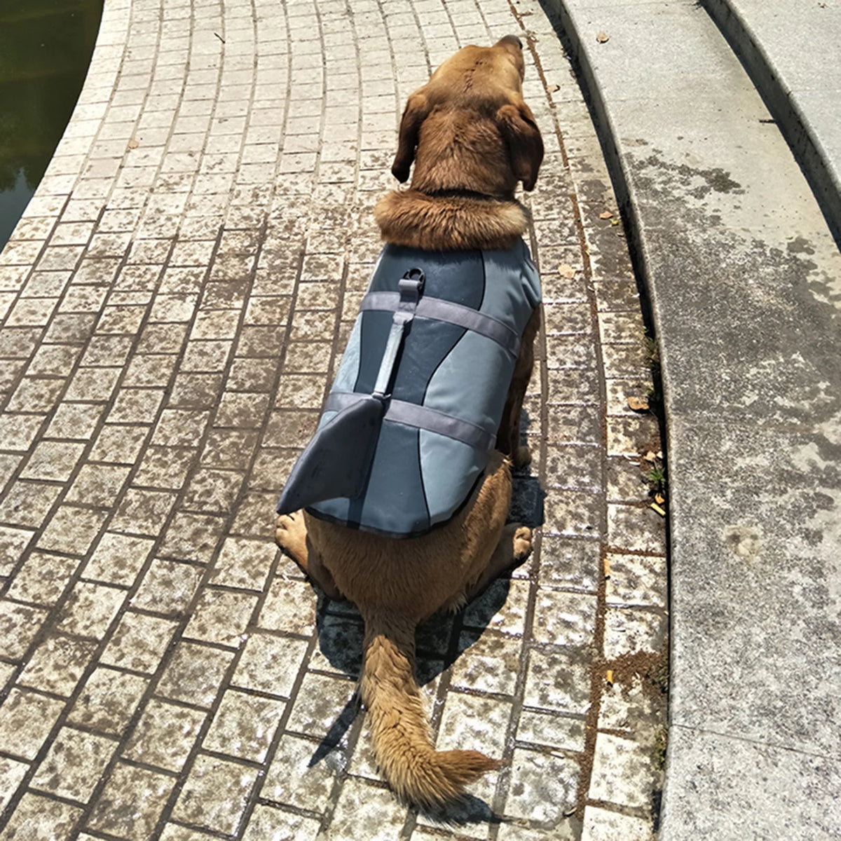 Dog Pet Shark Swimsuit Vest Safety Wear Preserver Q4226