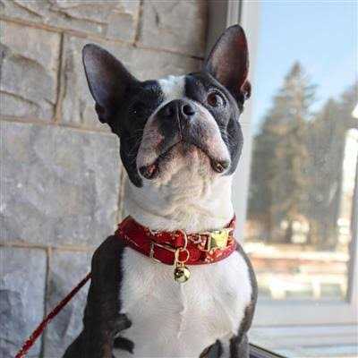 Pet Bells M1724
