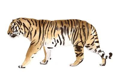3-Piece Watercolor Tiger Canvas Print I291396