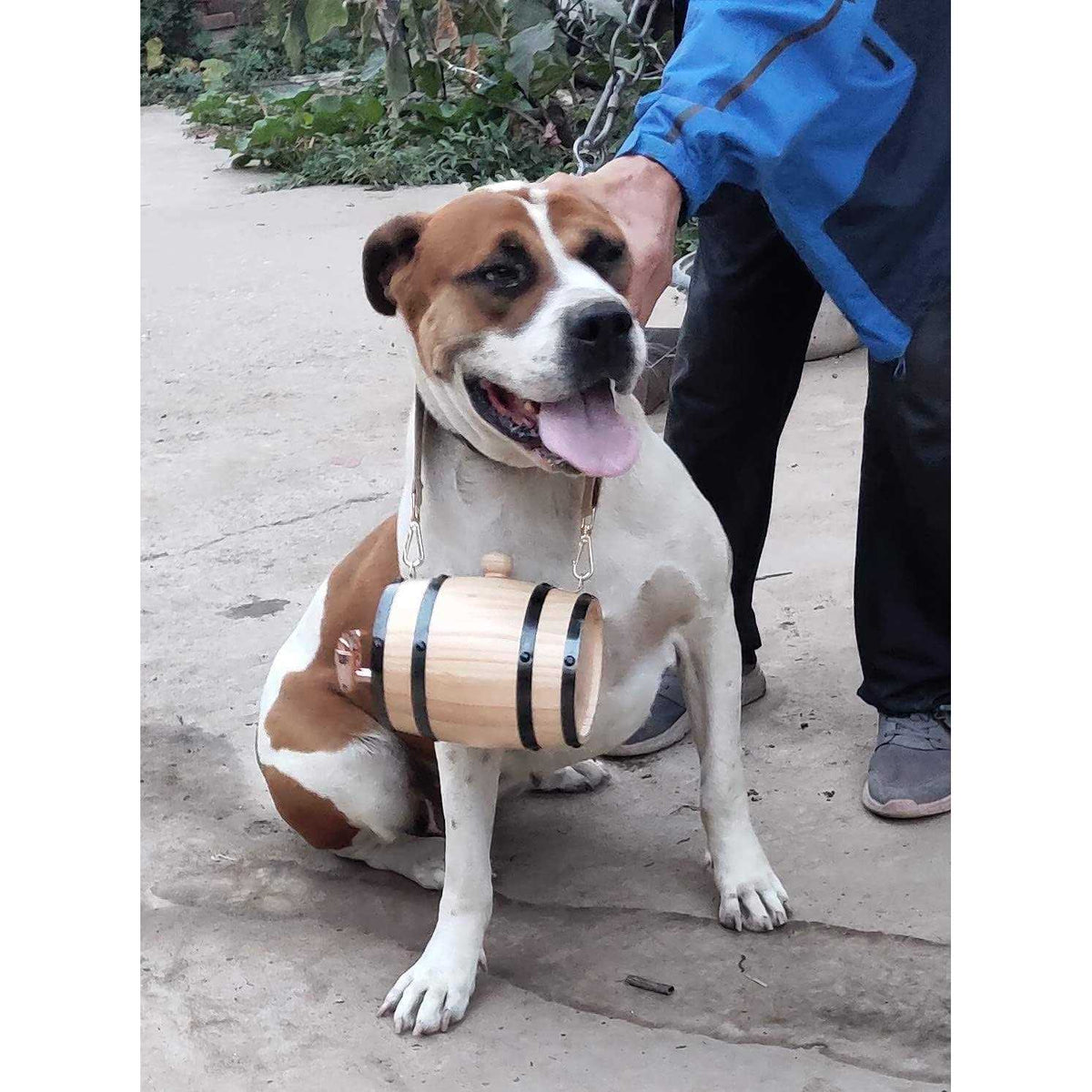 Saint Bernard Barrel Collar 1/2 Liter Size Keg with Adjustable Hoops S222