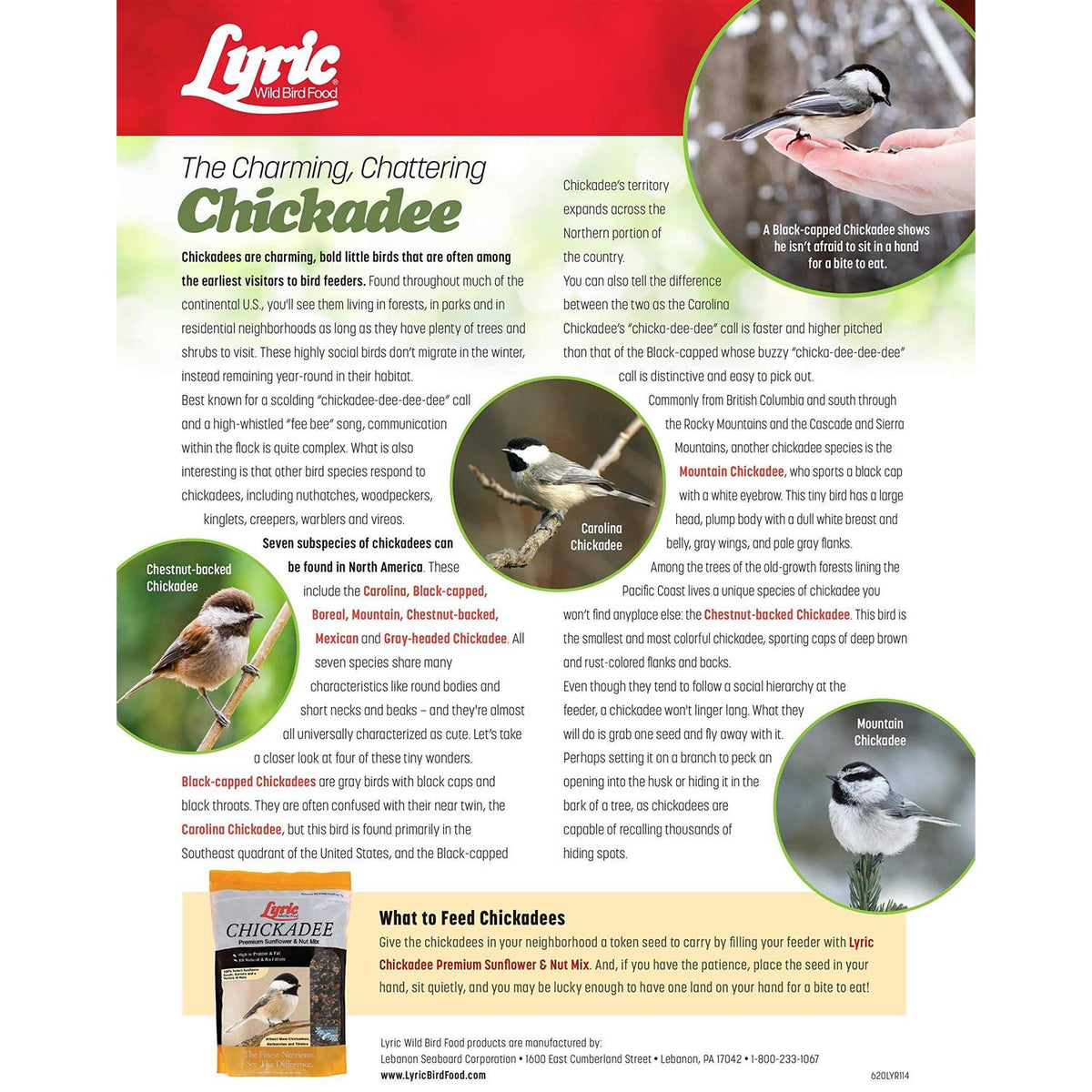 Chickadee Wild Bird M318849