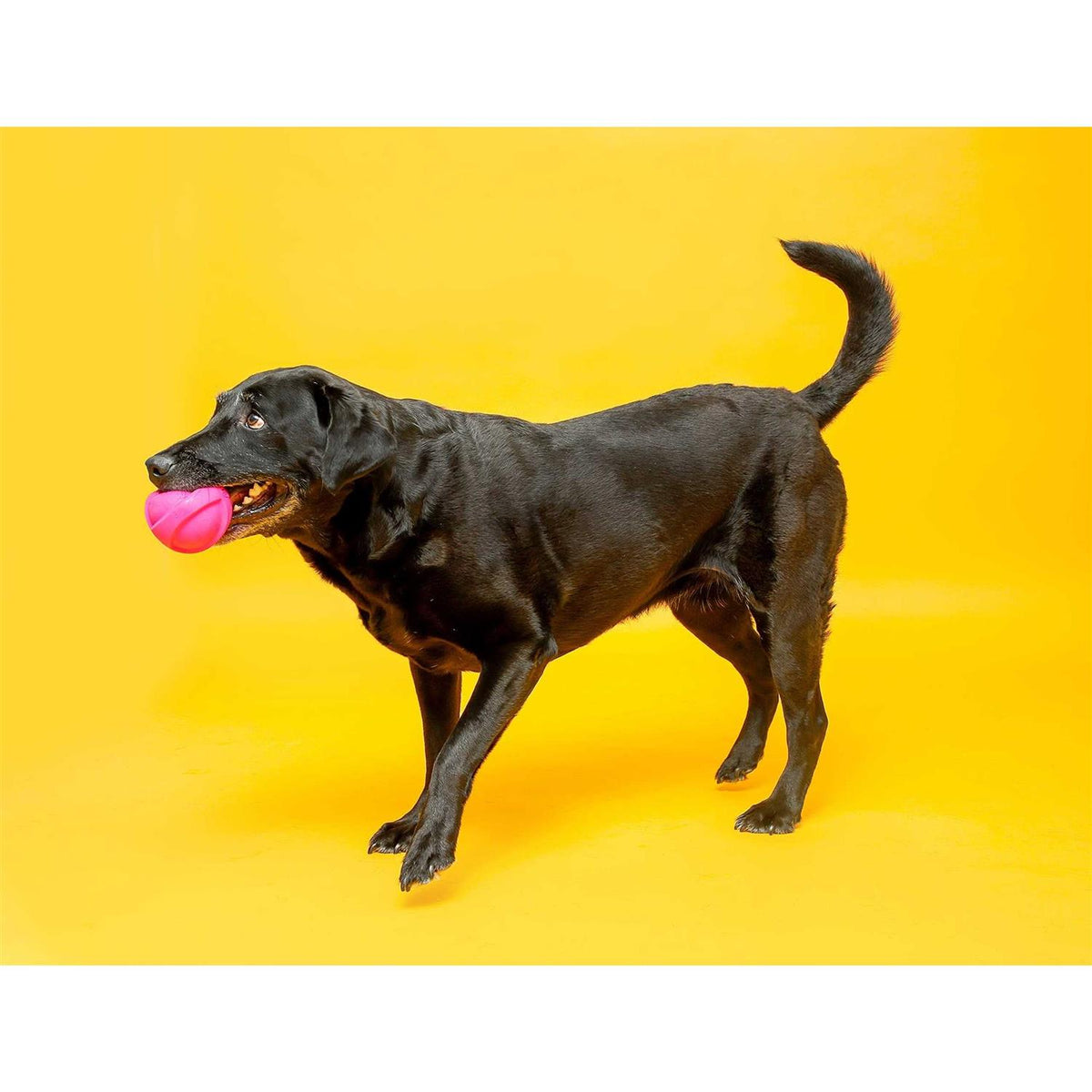 Squeaky Latex Dog Toy T773730