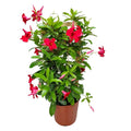 36" Giant Red Mandevilla Vine Plant on a Starter Trellis U202
