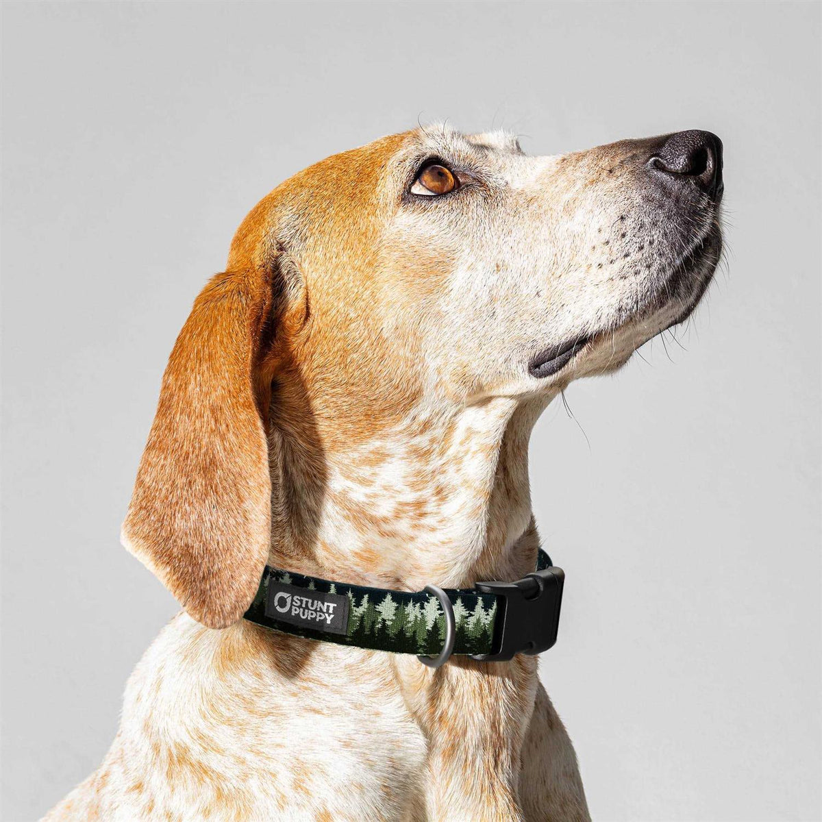 Dog Collar W651433