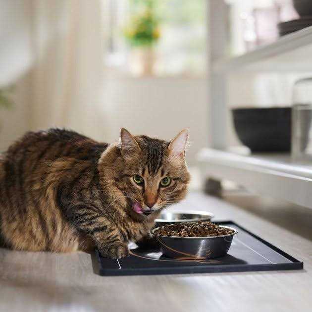 Grain Free Cat Dry Food Lamb & Blueberry X31015