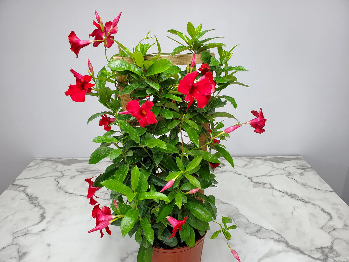 36" Giant Red Mandevilla Vine Plant on a Starter Trellis U202