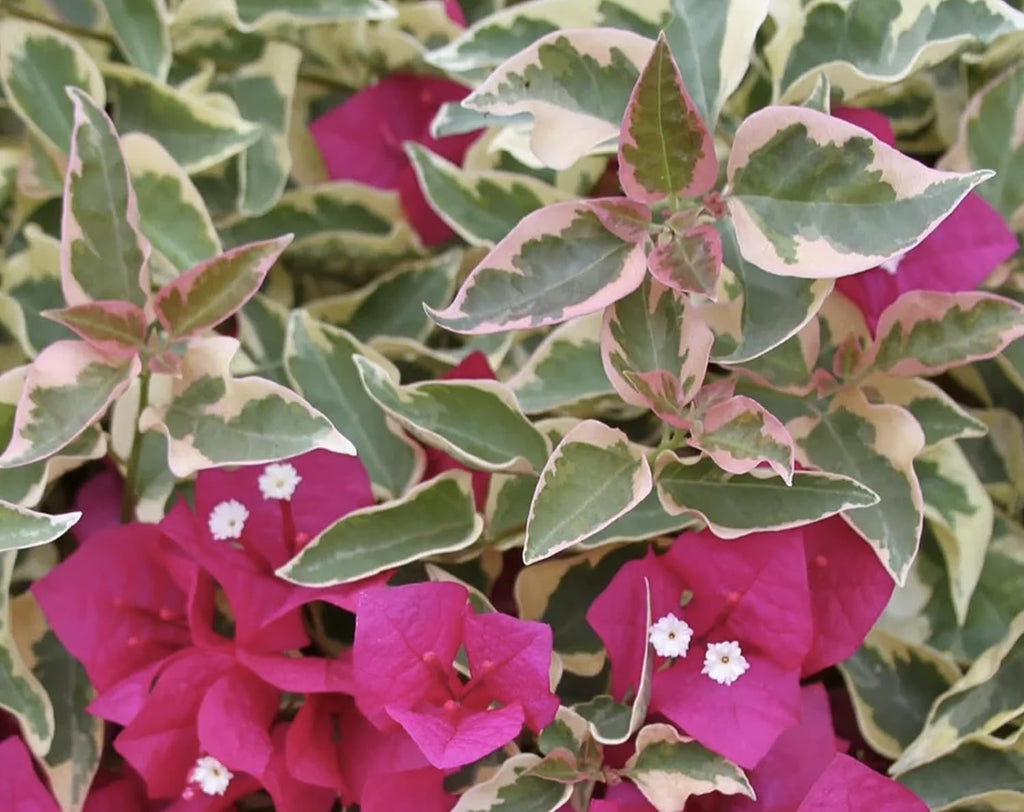 Bougainvillea Live Plant K8747