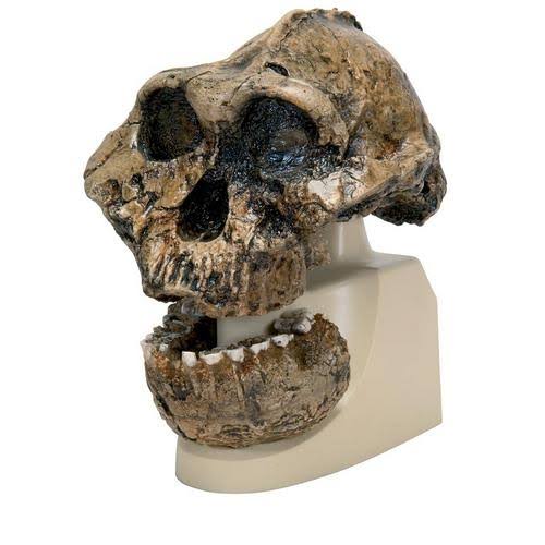 Australopithecus Boisei Skull Model B559