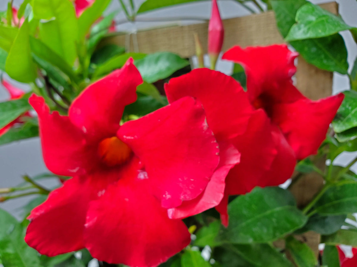 36" Giant Red Mandevilla Vine Plant on a Starter Trellis U202