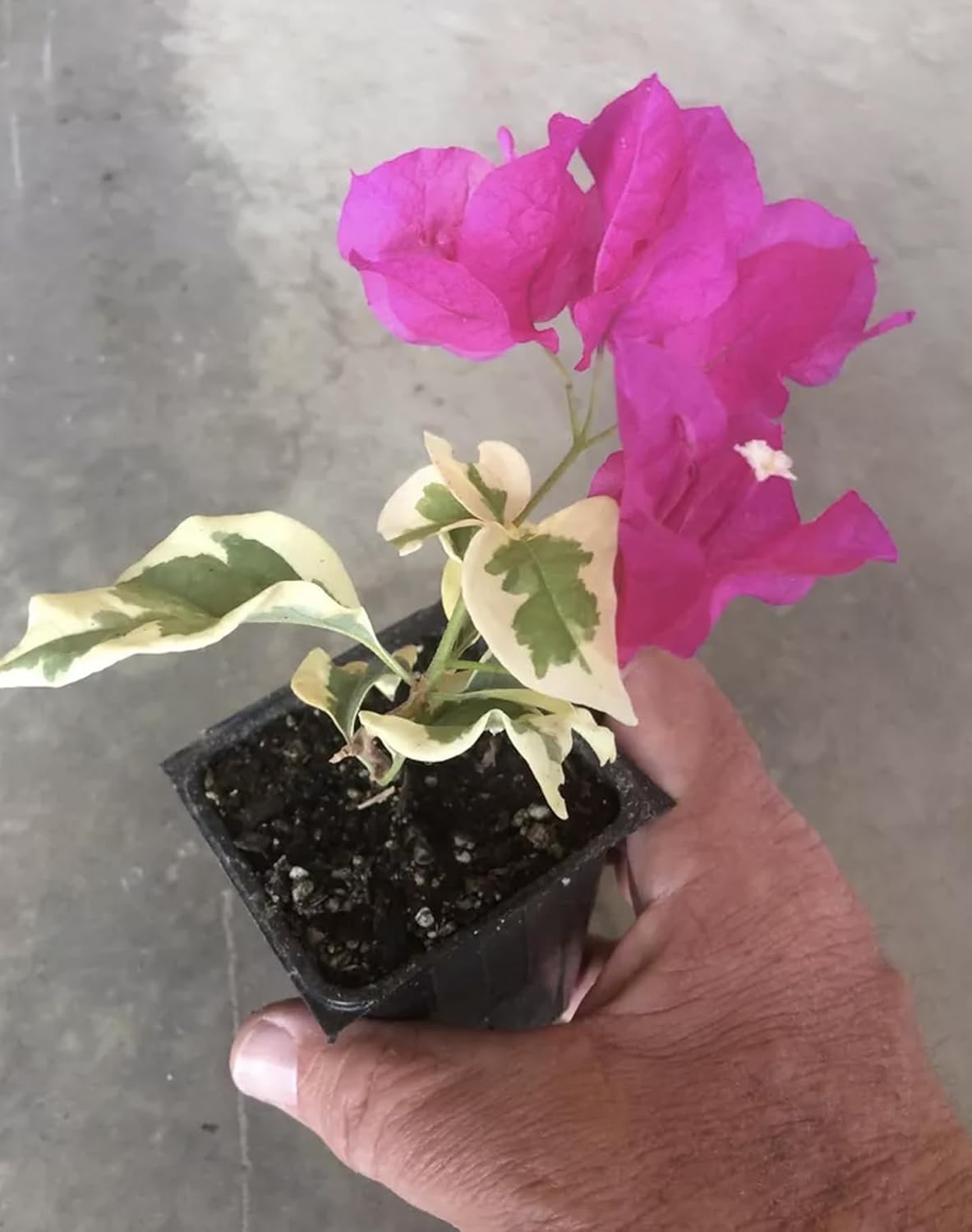 Bougainvillea Live Plant K8747