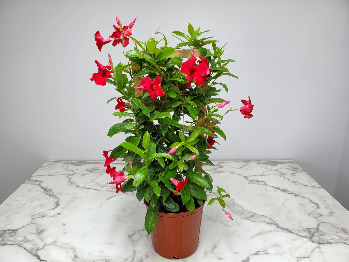 36" Giant Red Mandevilla Vine Plant on a Starter Trellis U202