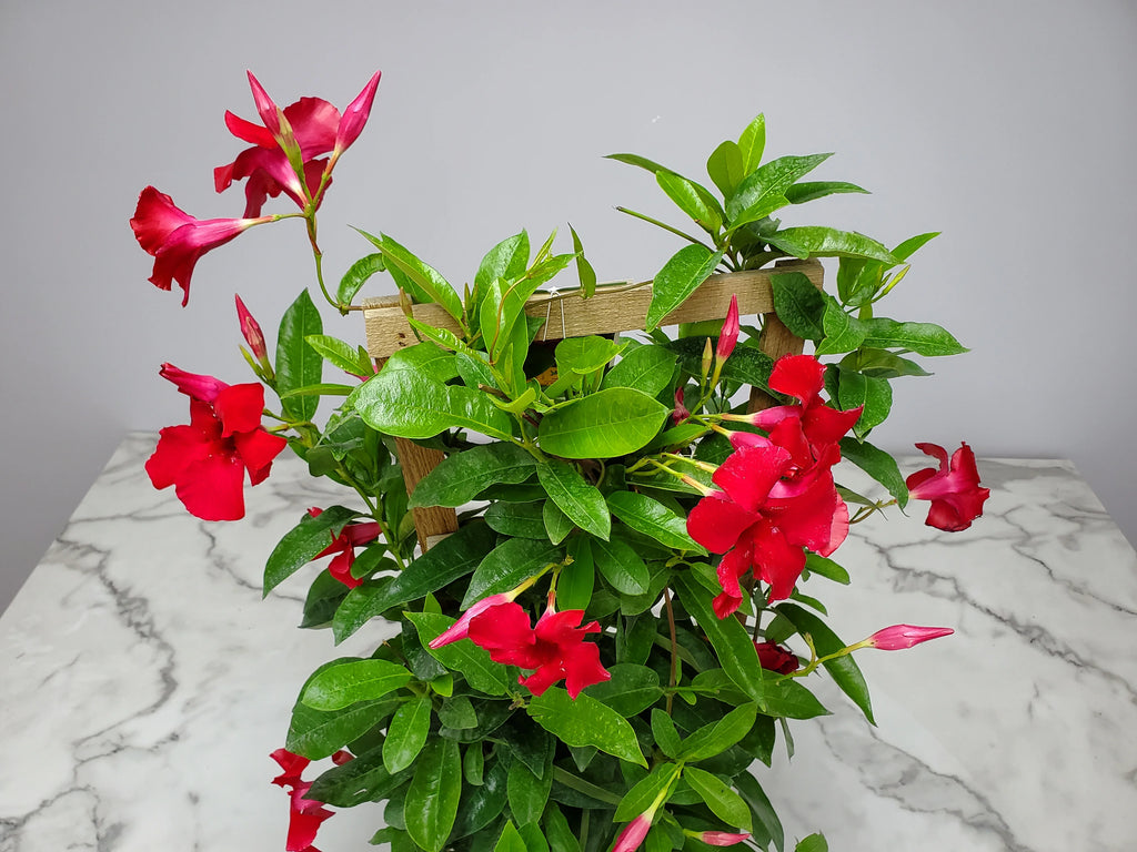 36" Giant Red Mandevilla Vine Plant on a Starter Trellis U202