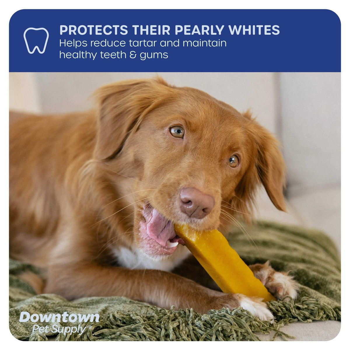 Himalayan Yak Chews Dental Dog Treats C880