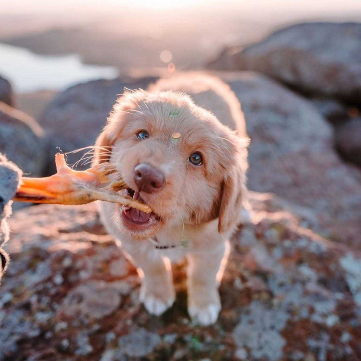 Air Dried Chicken Feet Dog Treats H208
