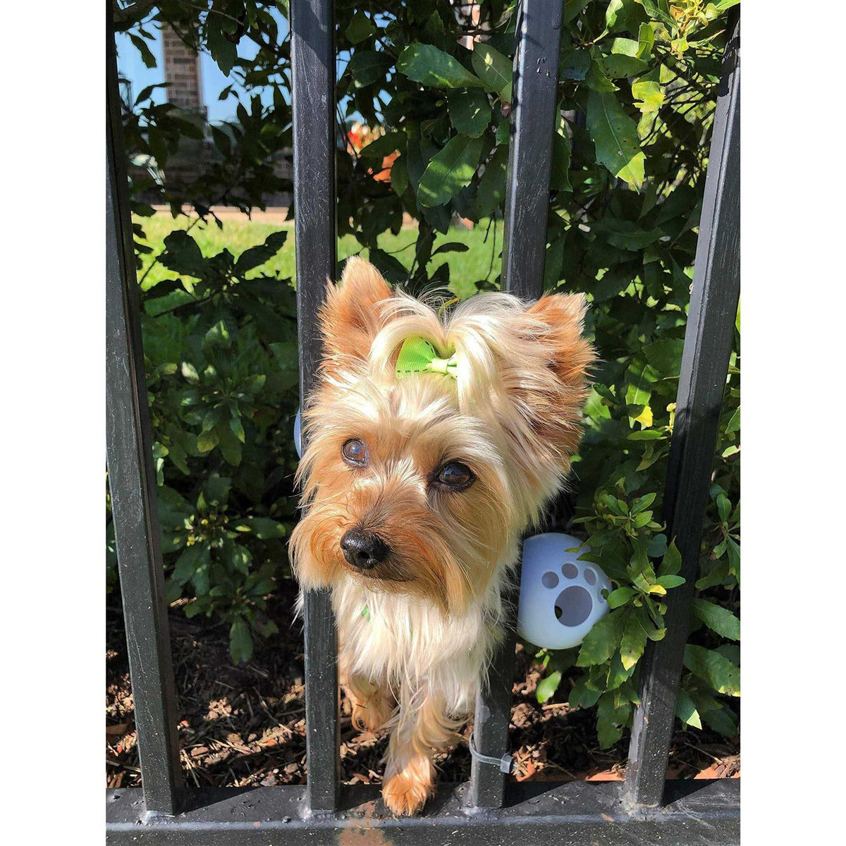 Dog Harness Y544
